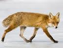 fuchs